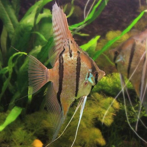 Pt.scalare   Maanvis altum Peru SM
